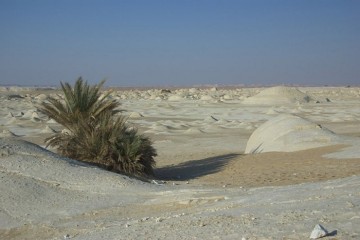 Shkretetira e bardhe e Egjiptit 